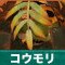 コウモリの倒し方と弱点