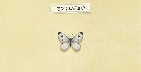 モンシロチョウの値段と捕まえ方│時間・レア度