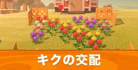 交配 方法 花 【あつ森】ピンク色の花の作り方【交配のやり方】