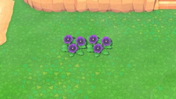 紫のパンジーの交配