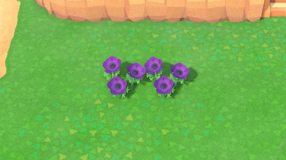 紫のアネモネの交配