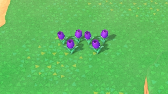 紫のチューリップの交配