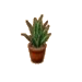 サンセベリア
