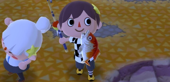 ニシキゴイ　捕まえた