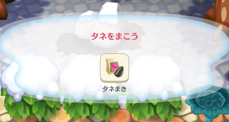 タネまき