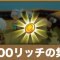 アルテマロゴ
