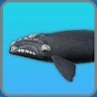 セミクジラ