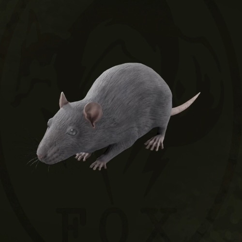 ラット