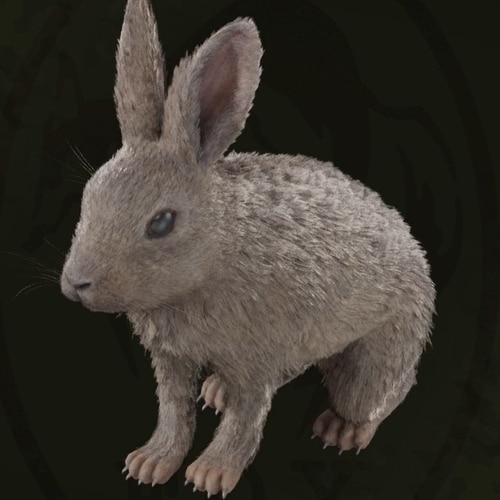アナウサギ