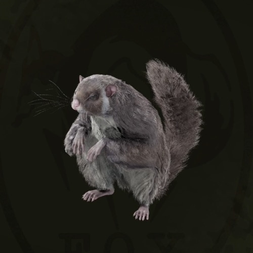 ホオジロムササビ