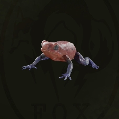 イチゴヤドクガエル