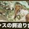 アルテマロゴ