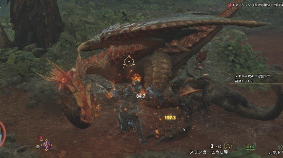 耳を畳んだら捕獲チャンス