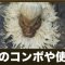 アルテマロゴ
