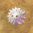 陽光のレイシエ