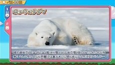 アニスロドッチスマスロ(アニマルスロットドッチ スロット)　レギュラーボーナス中の実写アニマル画面　ホッキョクグマ