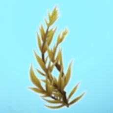 黄金色藻