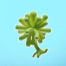 歯傘藻