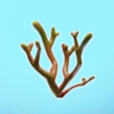 ベタフィカス