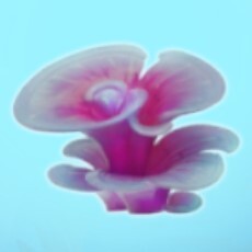 虹のガウン
